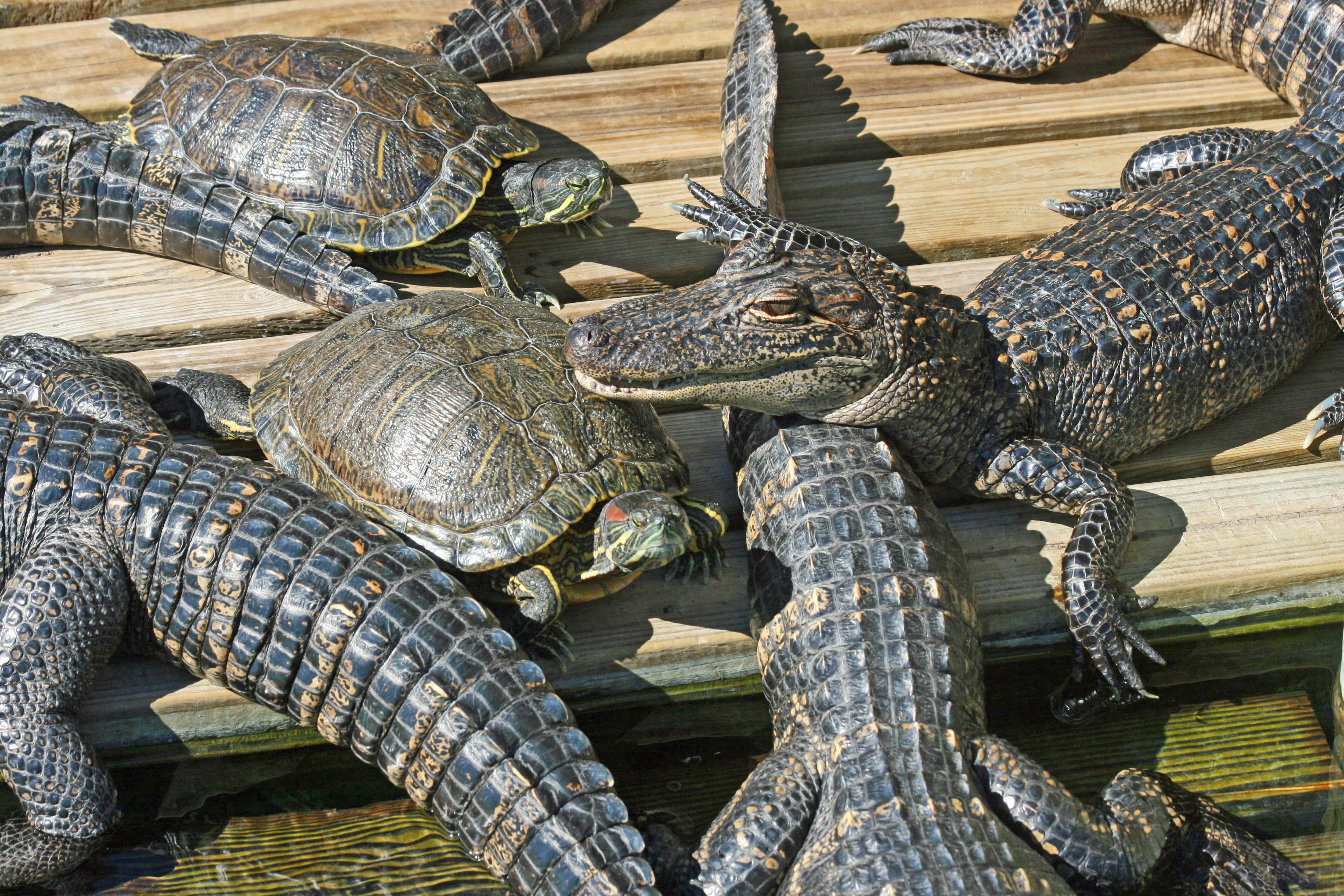 How to Buy Discount Gatorland Tickets